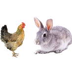 適合鴿子、禽類