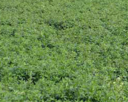 牧草、苜蓿草